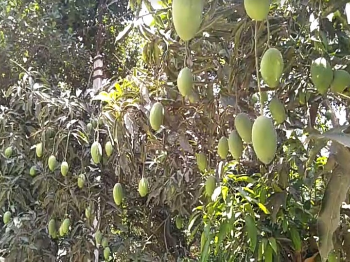 मेरठ: कोरोना की मार झेल रहे हैं फलों के राजा आम और लीची, दामों में भारी गिरावट से किसान परेशान