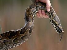 कपड़ा निकालने के लिए महिला ने वाशिंग मशीन में डाला हाथ, अजगर से हो गया सामना