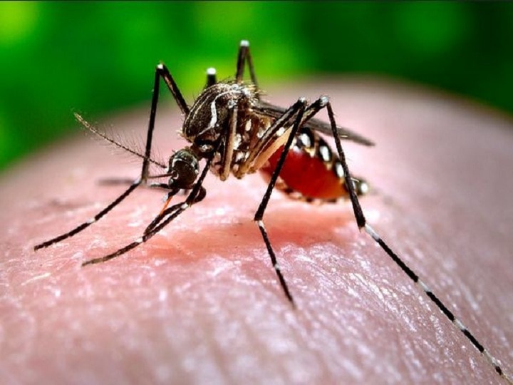 New study on dengue infection revealed, increasing urbanization may infect large numbers of people स्टडी में खुलासा- बड़ी संख्या में लोग हो सकते हैं डेंगू संक्रमित, जानिए क्या है कारण
