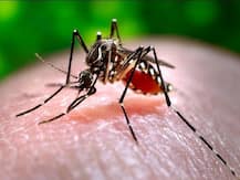 Dengue बुखार से जल्द ठीक होने के लिए आपकी डाइट में होने चाहिए ये फूड आइटम्स, इन चीजों से करें परहेज