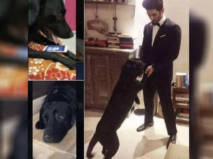 Bollywood actor Sushant Singh Rajput Niece Shares Video of His Dog with Heartbreaking Caption सुशांत की भांजी ने शेयर किया उनके डॉगी 'फज' का इमोशनल कर देने वाला वीडियो