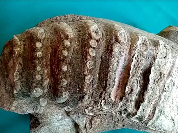 यूपी के इस शहर में मिला 50 लाख साल पुराना हाथी का जबड़ा, वैज्ञानिकों ने की पुष्टि In Saharanpur forest department found 50 million years old elephant fossil यूपी के इस शहर में मिला 50 लाख साल पुराना हाथी का जबड़ा, वैज्ञानिकों ने की पुष्टि