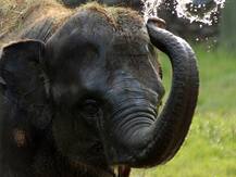 छत्तीसगढ़ सरकार ने केंद्र को लिखा खत, कहा- हाथियों के लिए सुरक्षित जंगल में आने वाले कोल ब्लॉक को न बेचें