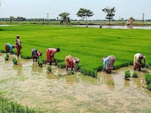 झारखंड में धान बिक्री का पैसा नहीं मिलने से कर्जदार बन रहे हैं किसान, पढ़ें पूरी रिपोर्ट