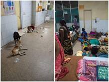 यूपी: कुशीनगर के जिला अस्पताल में स्वच्छता के दावे फेल, ICU में घूम रहे हैं कुत्ते