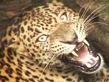 उत्तराखंड: हल्द्वानी में जंगली जानवरों का आतंक जारी, गुलदार के हमले में महिला की दर्दनाक मौत