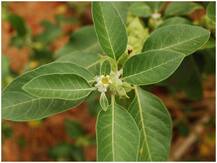 अश्‍वगंधा की चाय पीने से भागते हैं रोग और प्रतिरक्षा प्रणाली होती है मजबूत