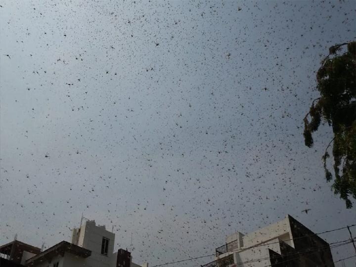 Varanasi administration ready to deal with locust attack यूपी: काशी के आसमान में टिड्डी दल, किसानों में दहशत, आज रात ऑपरेशन टिड्डी चलाने की तैयारी