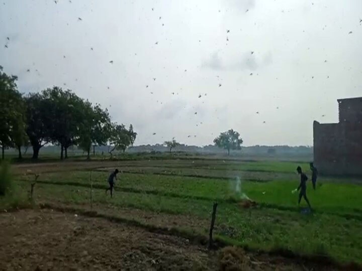 locust attack in kaushambi uttar pradesh यूपी: कौशांबी में टिड्डी दल ने हमला कर फसलों को पहुंचाया नुकसान, प्रशासन के फूले हाथ-पांव