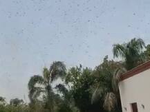 सहवाग के घर पर हुआ टिड्डी दल का हमला, पूर्व सलामी बल्लेबाज ने शेयर किया वीडियो