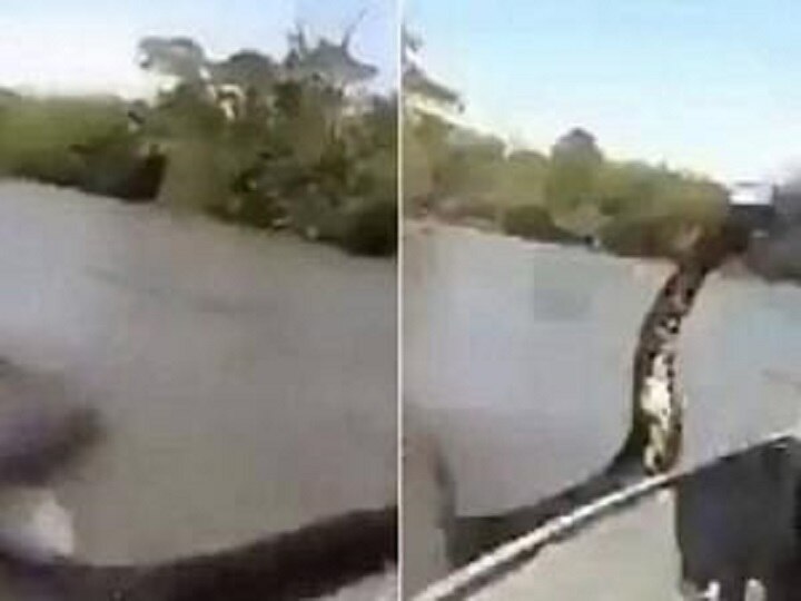 This person tried to catch the 17 feet long anaconda in the river, watch viral video नदी में इस शख्स ने की 17 फीट लंबे एनाकोंडा को पकड़ने की कोशिश, देखें वायरल वीडियो