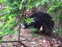 जम्मू-कश्मीर: हंदवारा में लोगों ने पेश की मानवता की मिसाल, घायल भालू को पहुंचाया अस्पताल