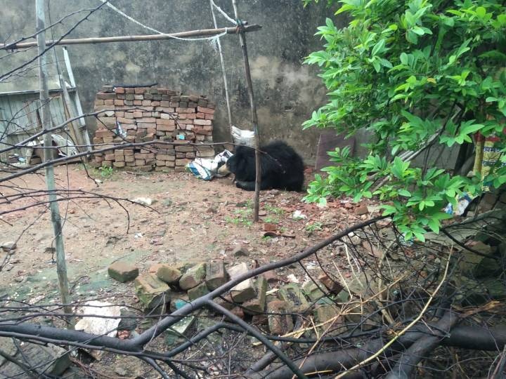 Wild bear enters Gondia's residential area in Maharashtra ANN महाराष्ट्रः गोंदिया में रिहायशी इलाके में घुसा भालू, वन विभाग की टीम ने सुरक्षित जंगल वापस पहुंचाया