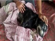 यूपी: वफादारी का अनोखा किस्सा, मालकिन की मौत से दुखी पालतू कुत्ते ने घर की चौथी मंजिल से लगा दी छलांग