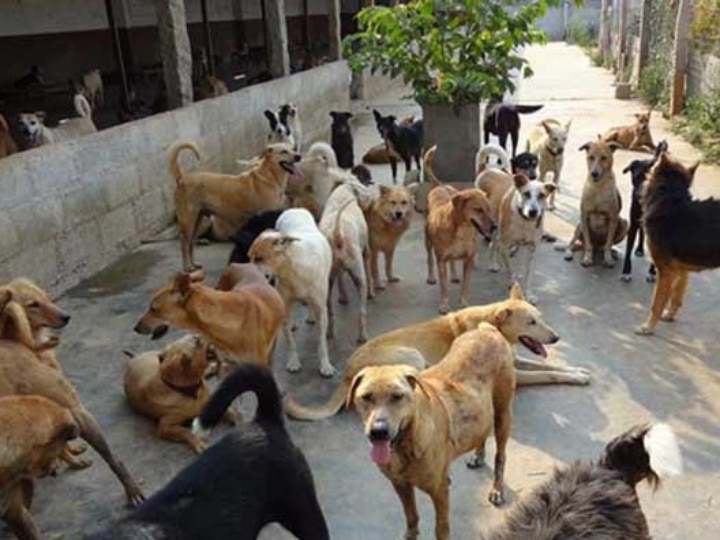 नोएडा में कुत्ते पालने के लिए कराना होगा रजिस्ट्रेशन, 500 रुपये प्रति कुत्ता होगी फीस