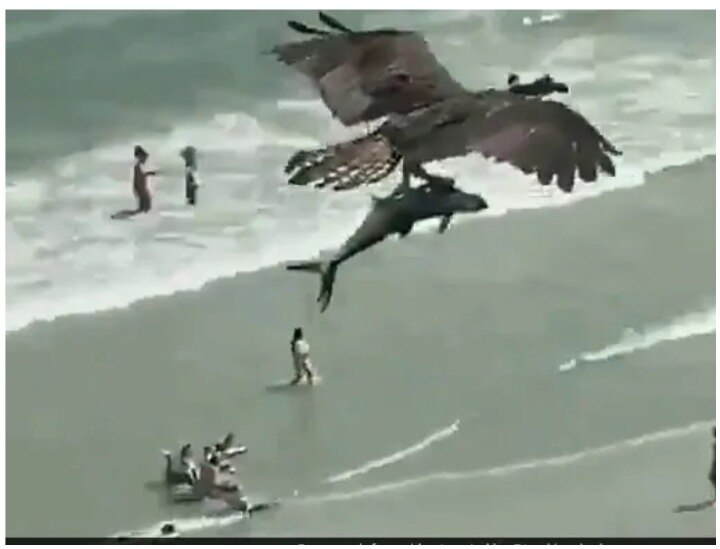 Viral Video: Is that bird holding a Shark? Internet users stunned Viral Video: क्या ये परिंदा अपने जबड़े में शार्क पकड़े हुए है? आप भी देखें वीडियो