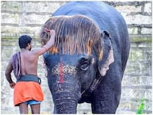 इंटरनेट पर छाया अनोखे हेयर स्टाइल वाला हाथी, लोगों ने दिया 'बॉब कट सेनगामलम' का खिताब