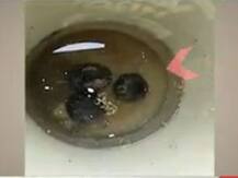 Kanpur Police Massacre: गैंगस्टर विकास दुबे के पुश्तैनी घर पर पुलिस का छापा, मिले कई देसी बम