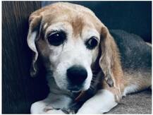 संयुक्त अरब अमीरात में कुत्ते करेंगे कोरोना संक्रमण मामलों की पहचान, ट्रायल कामयाब होने का दावा