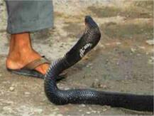 Study: सांप के काटने से भारत में 10 लाख लोगों की गई जान, जानिए- कौन लोग बनते हैं आसान शिकार