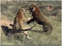 Viral Video: आपने पहले कभी नहीं देखी होगी दो बाघों की ऐसी जबरदस्त लड़ाई, वायरल हो रहा है VIDEO