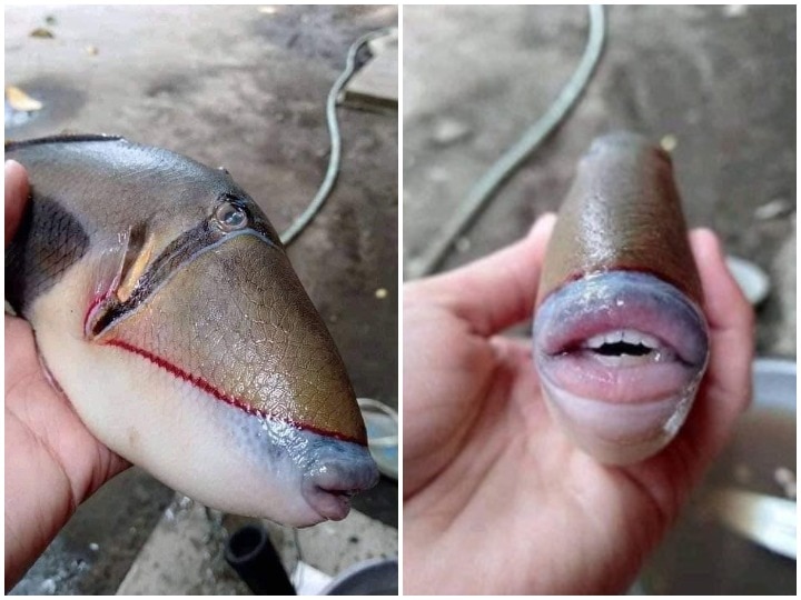 Unusual photo of fish with human-like lips and teeth goes viral समंदर में मिली इस मछली के हैं इंसानों की तरह दांत और होंठ, वायरल हो रही हैं तस्वीरें