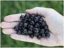 Health Tips: जामुन एक मगर फायदे हैरतअंगेज, कई रोगों को दूर करने में होता है मददगार