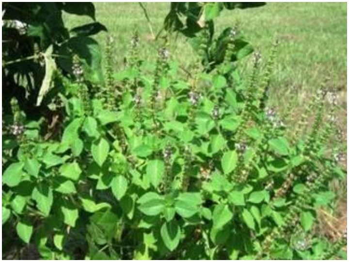 Basil leaves are beneficial for the body it cures these diseases काम की बात: जानें शरीर के लिए कितनी फायदेमंद होती है तुलसी, इन बीमारियों से दिलाती है छुटकारा