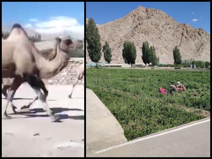 super food for Indian soldiers deployed against China in Eastern Ladakh, DIHAR also training double hump camels ann लद्दाख: चीन सीमा पर तैनात सैनिकों की मदद के लिए तैयार किए जा रहे ऊंट, थकान से बचाने के लिए दिया जाएगा सीबकथ्रोन जूस