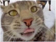 मंगोलिया में बुबोनिक प्लेग से बच्चे की मौत के बाद हड़कंप, 17 लोगों को किया गया आइसोलेट