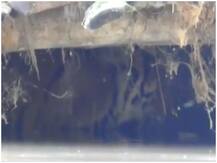 असम के काजीरंगा में बाढ़ से बचने के लिए बाघ ने लिए एक बकरी के शेड में सहारा, वीडियो वायरल