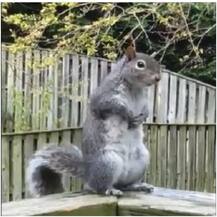 कोरोना वायरस के बाद अमेरिका में बुबोनिक प्लेग का पहला मामला, गिलहरी के पॉजिटिव होने की पुष्टि