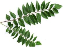 वजन घटाने के लिए पिएं करी पत्ते का जूस, खाली पेट पीने से आसानी से कम हो जाएगी चर्बी