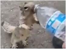 Viral Video: इंसानों से पानी मांगती दिखी गिलहरी, सोशल मीडिया पर वायरल हुआ ये इमोशनल वीडियो