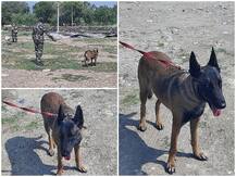 अमरनाथ यात्राः सुरक्षा बेड़े में शामिल हुए बेल्जियम शेफर्ड कुत्ते, विस्फोटक का पता लगाने की क्षमता अन्य कुत्तों से कई गुना अधिक