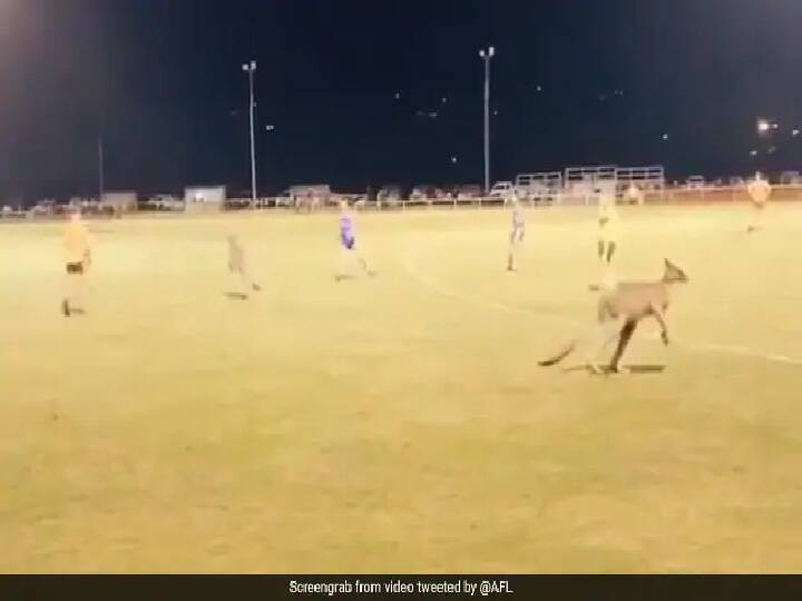 Viral Video Of Kangaroos Jumping In Ground Between Football Match In