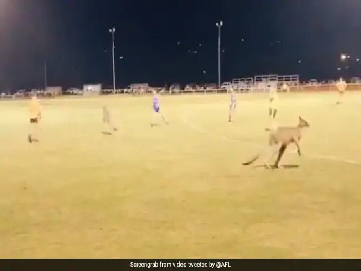 Viral video of kangaroos jumping in ground between football match in Australia ऑस्ट्रेलिया में फुटबॉल मैच के बीच ग्राउंड में घुस गया कंगारुओं का झुंड, उछल-कूद का वीडियो वायरल