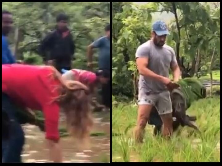 Salman khan planting rice with rumored girlfriend Iulia Vantur, Watch Video रूमर्ड गर्लफ्रेंड के साथ धान की खेती करते नजर आए सलमान खान, यहां देखें वायरल Video