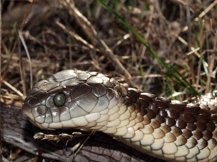 An island where more than 4 thousand species of snakes live, humans are banned एक ऐसा आइलैंड जहां हैं सांप की चार हजार से ज्यादा प्रजातियां, आम लोगों के जाने पर है पाबंदी