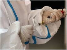 अमेरिकी फार्मा कंपनी फाइजर की कोरोना वैक्सीन से बढ़ी उम्मीद, अक्टूबर अंत तक हो सकती है उपलब्ध