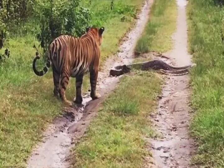 The tiger was roaming in the forest, suddenly Python appeared video Viral Video: जंगल में घूम रहा था बाघ, अचानक सामने आ गया अजगर, जानें फिर क्या हुआ