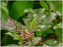 घर में इन औषधीय पौधों को लगाकर सेहत के कई फायदे किए जा सकते हैं हासिल