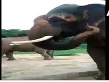 कान खुजलाने के लिए हाथियों ने किया लकड़ी का इस्तेमाल, वीडियो देखकर हैरान हुए लोग