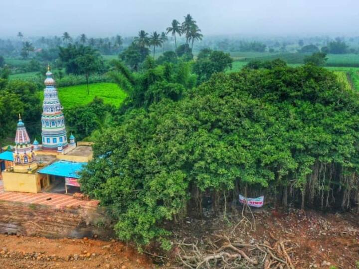 महाराष्ट्र: 400 साल पुराने पेड़ को बचाने के लिए बदला गया नेशनल हाइवे का रास्ता, जानें पूरा मामला Maharashtra: National Highway Route changed to save 400 year old tree- ANN महाराष्ट्र: 400 साल पुराने पेड़ को बचाने के लिए बदला गया नेशनल हाइवे का रास्ता, जानें पूरा मामला