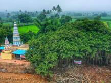 महाराष्ट्र: 400 साल पुराने पेड़ को बचाने के लिए बदला गया नेशनल हाइवे का रास्ता, जानें पूरा मामला