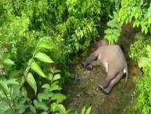 उत्तराखंड: देहरादून में ट्रेन की टक्कर से हाथी के बच्चे की दर्दनाक मौत, जीरो प्वाइंट पर हुआ हादसा