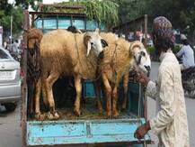 गाजियाबाद: बकरीद पर बीजेपी विधायक का बेतुका बयान, कहा- कुर्बानी देनी है तो अपने बच्चों की दें