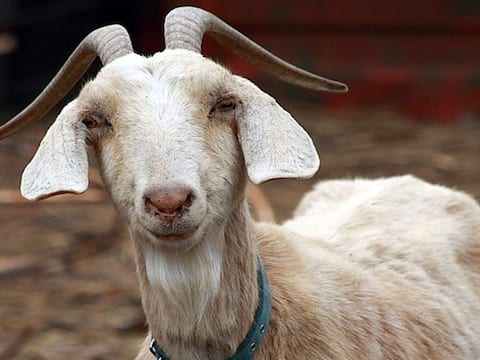 Bakrid 2020: युवाओं ने नो प्रॉफिट-नो लॉस पर बनाई वेबसाइट, मुरादाबाद में ऑनलाइन बकरा खरीद रहे हैं लोग Bakrid 2020: युवाओं ने नो प्रॉफिट-नो लॉस पर बनाई वेबसाइट, मुरादाबाद में ऑनलाइन बकरा खरीद रहे हैं लोग