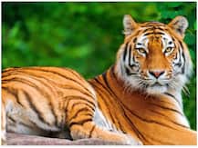 International Tiger Day 2020: दिवस मनाने की कहां से हुई शुरुआत, जानिए दुनिया में कितने हैं बाघ