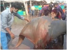 बंगाल के दीघा तट पर 800 किलो वजनी मछली पकड़ी गई, मछुआरों को बाजार में मिली 50 हजार कीमत